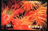 Taiwan Orange Group Anemona Animal Fauna Sea Marine - Fische