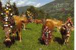 261006 Vache : Election De Miss Bovin Au Tirol - Bull
