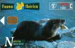 SPAIN  2000 PTAS  NUTRIA   ANIMAL  ANIMALS  FAUNA IBERICA   SPECIAL PRICE !! - Basic Issues