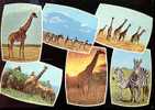 CARTE POSTALE DE GIRAFES ET ZEBRES - KENYA - Zebras