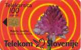 SLOVENIA -  Flower Rdeca Murka / Siol Paket - 100 Imp - 08/98 - 31.457 - Slowenien
