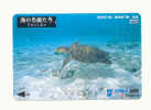 Sea Turtle – Tortoise – Tortuga Marina – Schildkroete – Tartaruga – Tortue – Tur (13) - Tortues