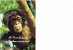 Carte Postale "Je T´embrasse Affectueusement" - Scimmie