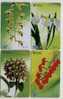 China Set Of 4 Beautiful Flowers Phone Cards Orchid - Blumen