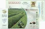 Green Tea Field,Tea Pot,China 2002 Shaoxing  Municipal Credit Union Advertising Pre-stamped Card - Other & Unclassified