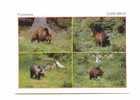 Cpm Ours Brun Pyrenees - Bears