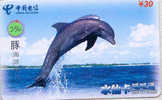 Telecarte DAUPHIN Dolphin DOLFIJN Delphin (256) - Fish