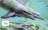 Telecarte DAUPHIN Dolphin DOLFIJN Delphin (291) - Dauphins