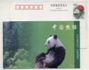 Forest Giant Panda,China 1998 The 22th UPU Congress Advertising Pre-stamped Card - U.P.U.