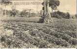 BASOKO - Plantation De Patates Douces - Cultivation