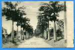 BARBADE. BARBADOS. Avenue Of Palm. Belleville.Written In 1904 - Barbados (Barbuda)