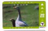 FAROESE GOOSE ( Faroe Islands ) Oie Oca Ganso Gans Anser * Feroe Iles - Färöer I.