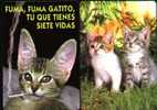 Pocket Calendar Gato, Cat, Katzen Animal  Almanaque 2 Diff. - Other & Unclassified