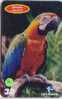 PERROQUET Parrot PAPAGEI Papagaai Telecarte (16) - Loros