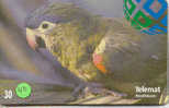 PERROQUET Parrot PAPAGEI Papagaai Telecarte (40) - Papageien