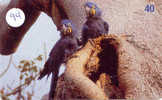 PERROQUET Parrot PAPAGEI Papagaai Telecarte (94) - Loros