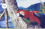 PERROQUET Parrot PAPAGEI Papagaai Telecarte (96) - Parrots