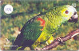 PERROQUET Parrot PAPAGEI Papagaai Telecarte (108) - Loros