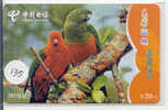 PERROQUET Parrot PAPAGEI Papagaai Telecarte (135) - Parrots