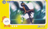 PERROQUET Parrot PAPAGEI Papagaai Telecarte (145) - Parrots