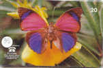 Telecarte PAPILLON Butterfly SCHMETTERLING VlinderPhonecard (38) - Papillons