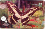 PAPILLON Butterfly SCHMETTERLING VlinderTelecarte (41) - Papillons