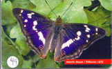 PAPILLON Butterfly SCHMETTERLING VlinderTelecarte (44) - Mariposas