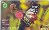 PAPILLON Butterfly SCHMETTERLING VlinderTelecarte (96) - Papillons