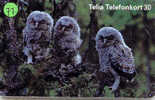 HIBOU Owl EULE Uil  Telecarte (77) - Arenden & Roofvogels