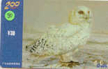 HIBOU Owl EULE Uil  Telecarte (80) - Águilas & Aves De Presa