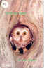 HIBOU Owl EULE Uil  Telecarte (100) - Adler & Greifvögel