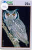 UIL HIBOU Owl EULE Op Telefoonkaart (258) - Owls