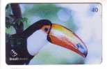 Brasil - Fauna – Faune - Birds - Oiseau - Bird - Oiseaux - Vogel – Uccello – Pajaro - Tucano - TUCAN  Ramphastos Toco - Other & Unclassified