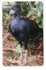 Brasil - Fauna – Faune - Birds - Oiseau - Bird - Oiseaux - Vogel – Uccello – Pajaro - Voegel - CRAX BLUMENBACHII - Other & Unclassified