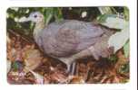 Brasil - Fauna – Faune - Birds - Oiseau - Bird - Oiseaux - Vogel – Uccello – Pajaro - MACUCO - Tinamus Solitarius - Altri & Non Classificati