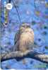 HIBOU EULE OWL UIL BUHO GUFO Carte (158) - Eagles & Birds Of Prey