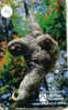 SINGE AFFE Monkey AAP Telecarte (49) - Dschungel