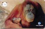 SINGE AFFE Monkey AAP Telecarte (54) - Dschungel