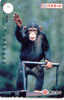 SINGE AFFE Monkey AAP Carte (11) - Dschungel