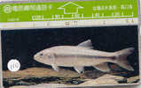 POISSONS FISCHE FISH VIS Telecarte (110) - Fish