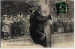 PARIS  -  JARDIN DES PLANTES  -  L OURS MARTIN GRIMPANT A L ARBRE  -  TRES BELLE ANIMATION - Bears