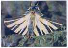 Butterfly. Russian Postcard - Vlinders