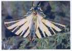 Butterfly. Russian Postcard - Farfalle