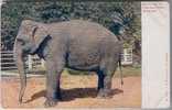 Elephant From Lincoln Park. Old And Vintage Postcard - Elephants