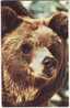 BEAR. Old Russian Postcard (1) - Ours
