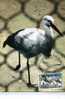 CARTE MAXIMUM CIGOGNE D´ALSACE - Storks & Long-legged Wading Birds