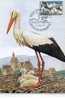 CIGOGNE D´ALSACE / CARTE MAXIMUM - Storks & Long-legged Wading Birds