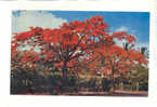 OCEANIE THIS FLAME TREE OF TROPICAL GRANDEUR BLOOMS MOST PROFUSELY ABOUT CHRISTMAS TIME - Fiji