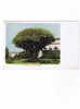 TENERIFE    C 53  Dragon Tree - La Palma