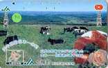 VACHE KUH COW KOE VACA MUCCA Telecarte (79) - Vacas